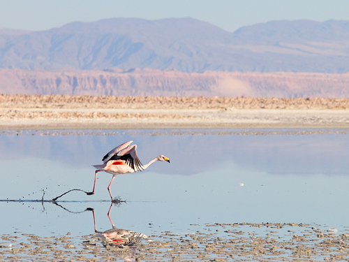 Flamingo take-off