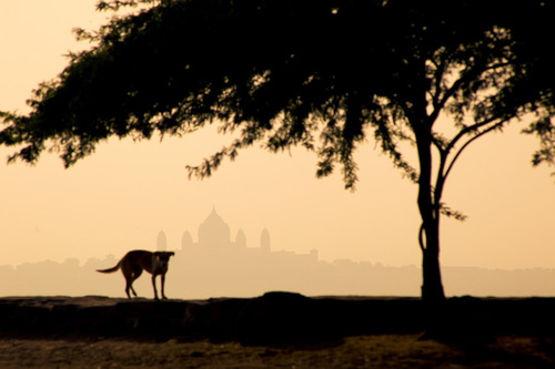 Untitled Silhouette
