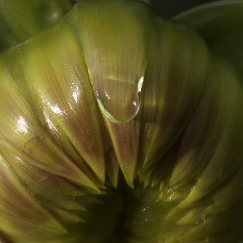 Budding