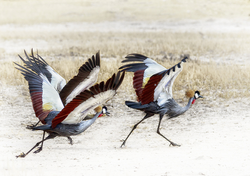 Crowned Cranes