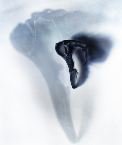 A Shadow Of My Shell