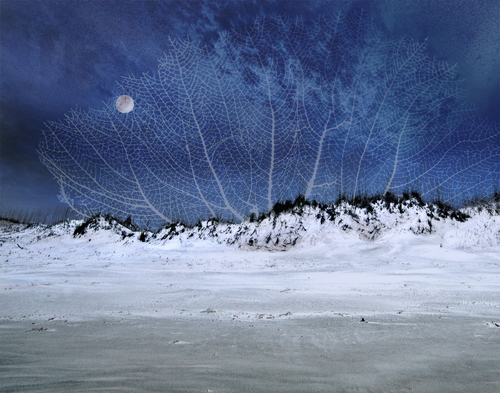 Under A Sea Fan Sky