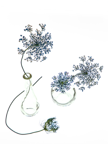 Blue Lace