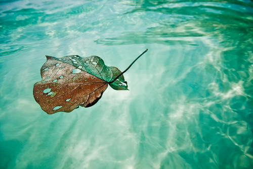 Stingleaf