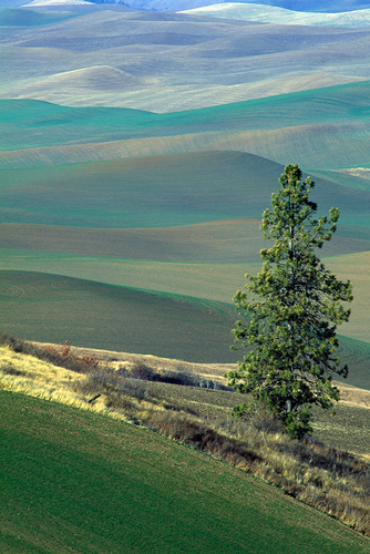 Kamiak Butte Tree
