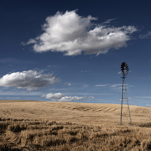 Palouse Field 2915
