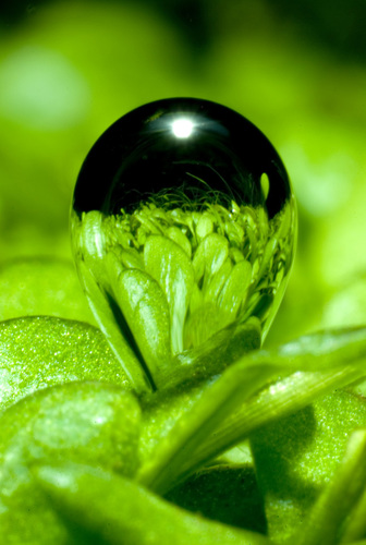 Oxygen bubble