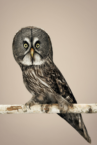 Owls