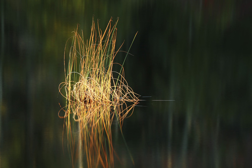 Light & Quiet