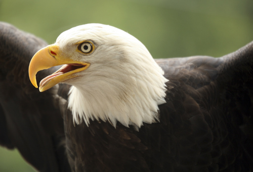 America The Brave