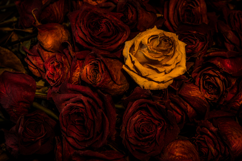 Dead Roses