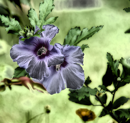 jalbert-milicska-mauve