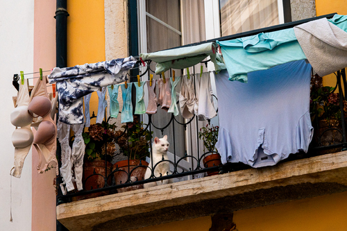 Cat With Laundry