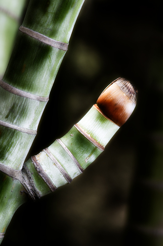 Natural condom
