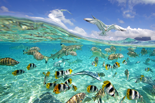 Tahiti Wildlife