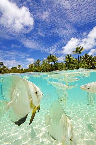 Borabora lagoon