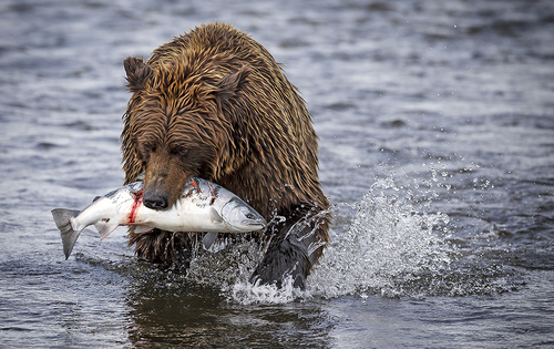 Fishing season