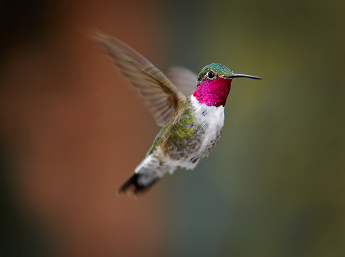 hummingbird