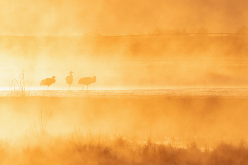 Gold at Daybreak