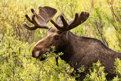 Cheeky Moose