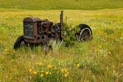 Out to Pasture