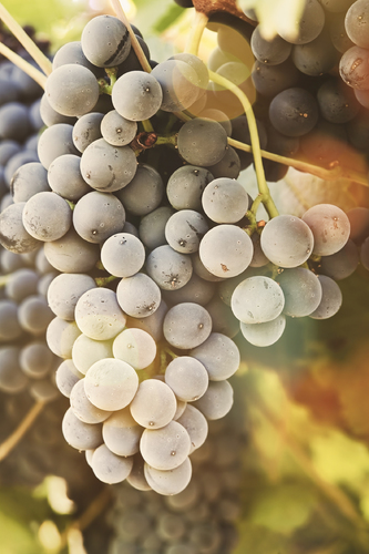 Have a 'Grape' Day - Smiling Grape