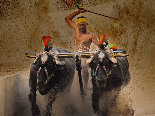 Kambala Buffalo Race 