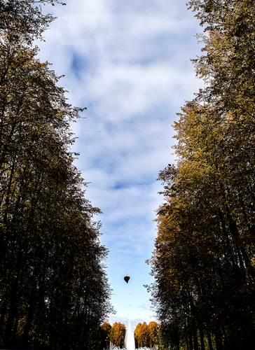 Autumn Leaf