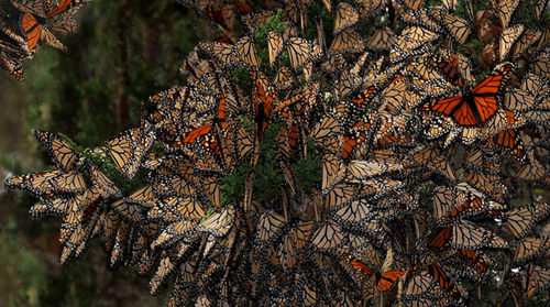 Migrating Monarchs