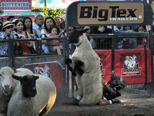 Mutton Busting