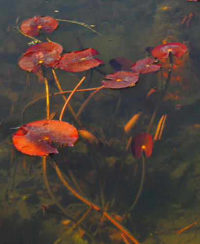 Still Water