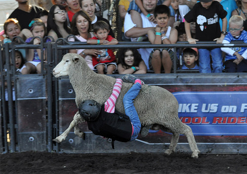 Wool Rider