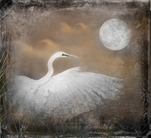 Snowy Egret