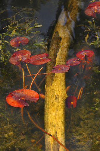 Underwater Forrest 