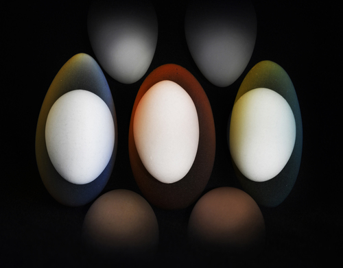 Edible Egg