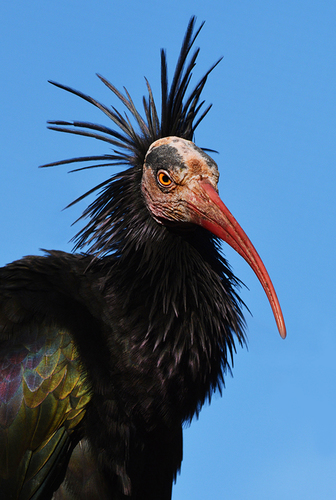 Waldrapp Ibis