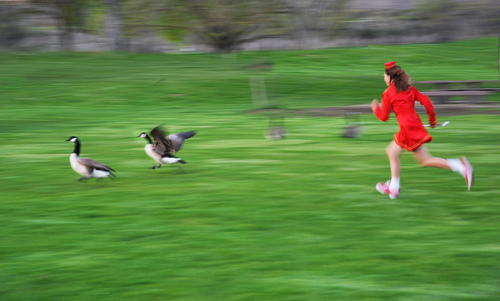 Eleanor and the Geese