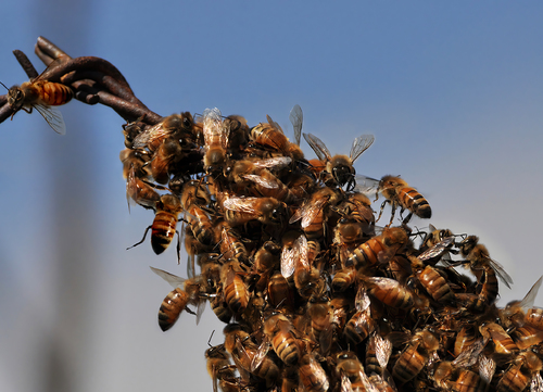 A Gathering of Bees