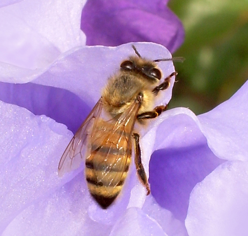 Buzz