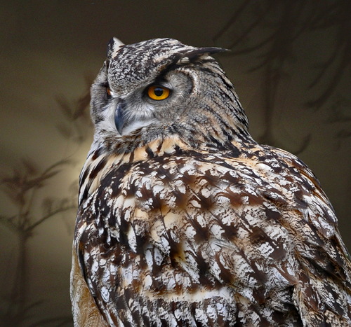 Great Horned Owl