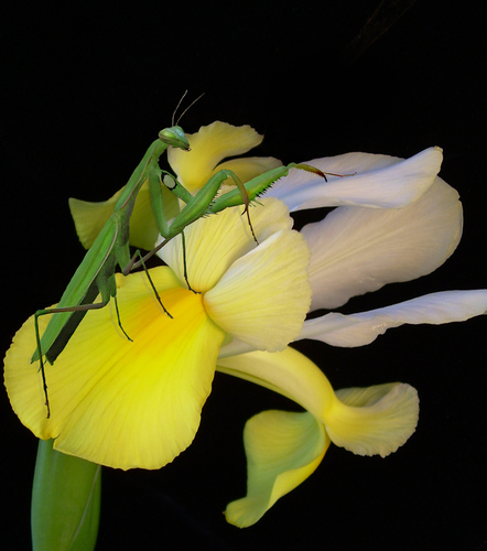 Iris