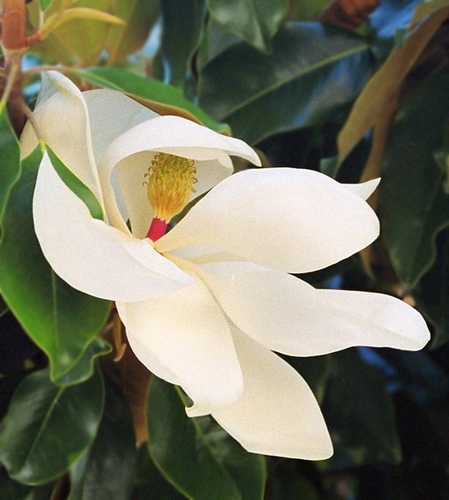 Mississippi Magnolia