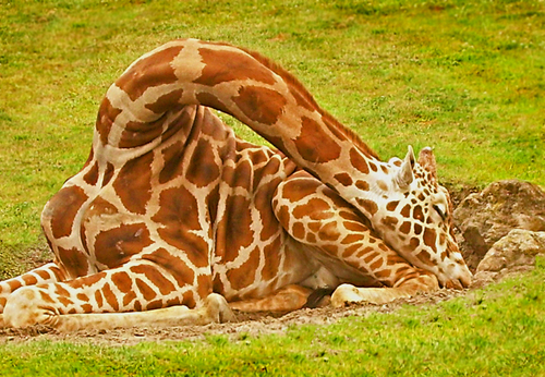 Sleeping Giant