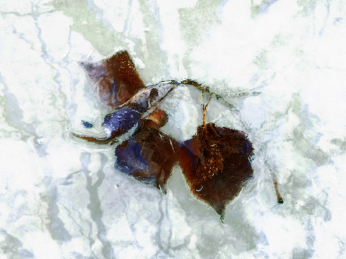 Frozen Ephemerality 
