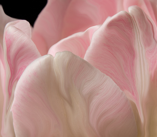 Tulip 2