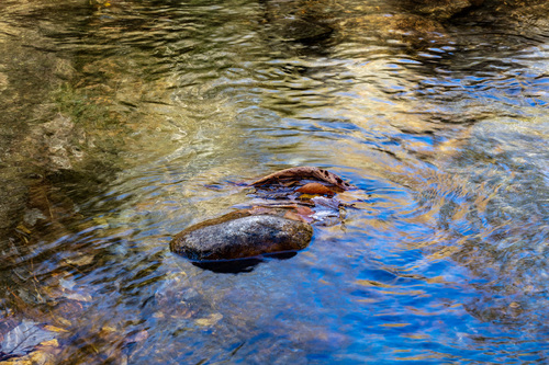 Golden Pond