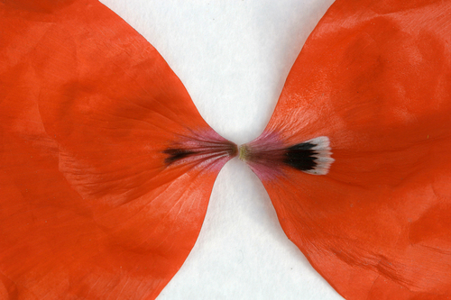 Flower in Love