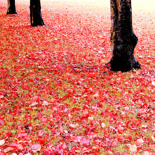 Fall