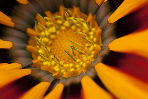 Gazania