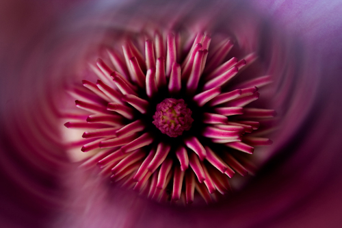 Magnolia